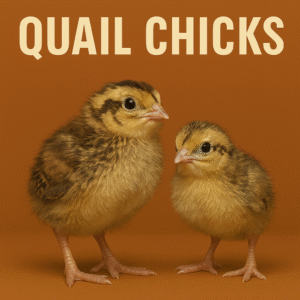 quail chicks